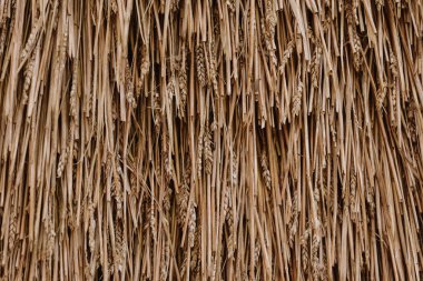 A wall of drying ears of wheat in South Wales clipart