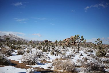 Joshua Tree Ulusal Parkı 'nın karlı manzarası 