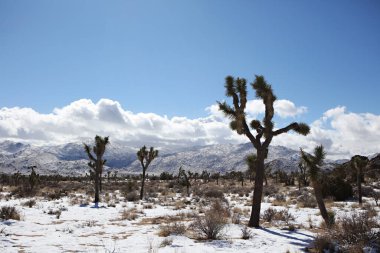 Dağ zeminli Karlı Joshua Ağacı Ormanı