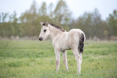 Beyaz Tay Yeşil Çayırda Duruyor