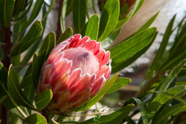 stock image Sing delicate pink protea flower