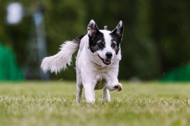 Tüm Amerikan melez itleri Lure Coursing Dog Sport 'ta koşuyor.