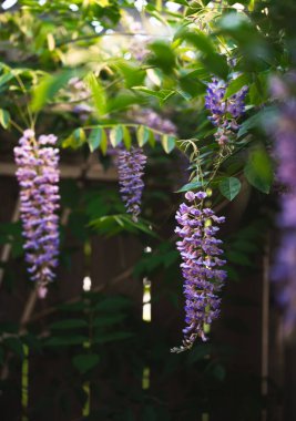 # Salkımın çiçeklerini kapat # # Bir yaz günü sarmaşıkta açan #.