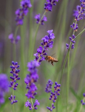 Bal arısı yazın bir bahçede lavanta çiçeklerine doğru uçuyor..