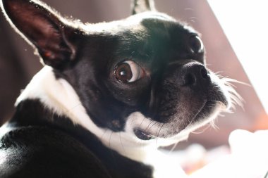 Boston Terrier köpeği, güneş ışığı içeri bakarken geriye bakıyor.