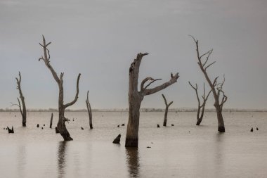 Alacakaranlıkta sakin sularda ölü ağaçlarla ıssız bataklık manzarası