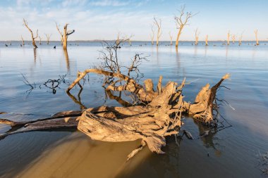 Driftwood and dead trees in calm water under daylight, serene view clipart