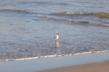 Sahilde sığ sularda balık yiyen bir martı.