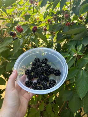 First Blackberries From The Garden clipart