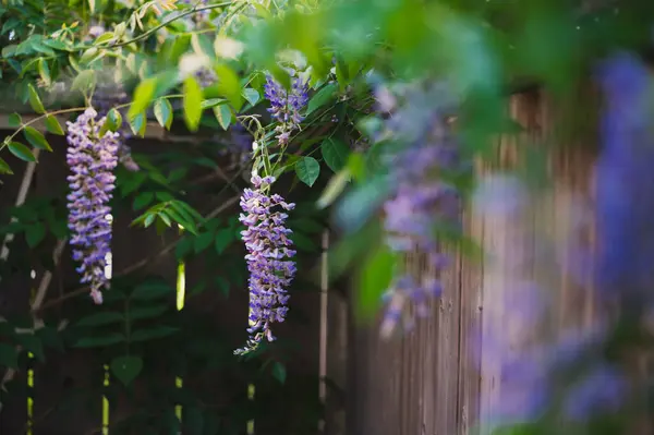 stock image Wisteria flowers blooming on a vine along fence on a summer day.