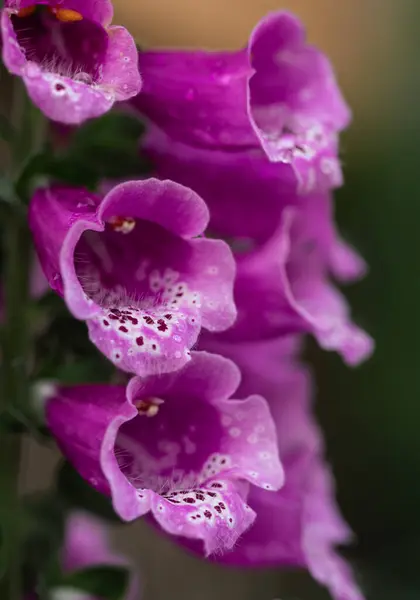 stock image Macro close up of pink flowers on foxglove plant blooming in summer.