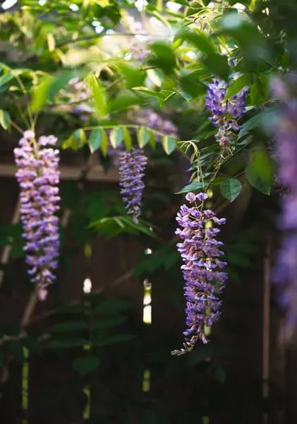 stock image Close up of wisteria flowers blooming on a vine on a summer day.