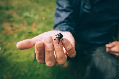 Man holding Bloody-nosed beetle in his hand clipart