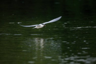 Doğal yaşam ortamında uçuşta yaygın Tern