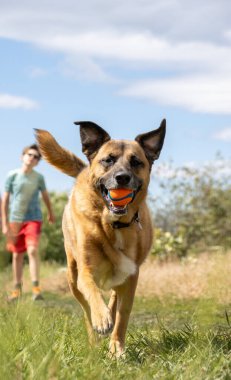 Köpek ağzında turuncu bir topla koşuyor, çocuk arkadan takip ediyor.