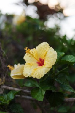 Sarı Hawaii Hibiscus çiçeğinin çiçek açtığı yakın plan görüntüsü.