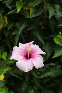 Tek bir güzel çiçek açan Hawaii pembe amber çiçeği..