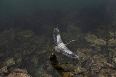 Karanlık sularda uçan mavi balıkçıl kuşunun kuş bakışı görüntüsü..
