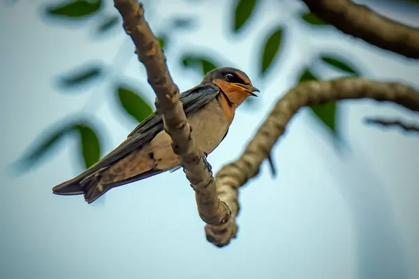 stock image Pacific Swallow or Hill Swallow