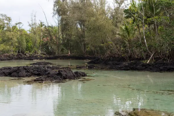 stock image Duck swimming in tropical lagoon at Carlsmith Beach Park, Hawaii.