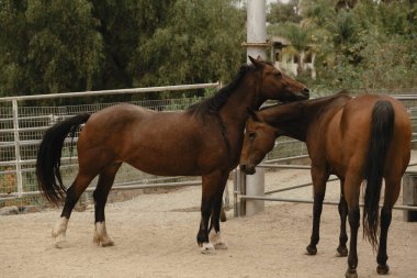 İki kahverengi at, kumlu bir duvarda birbirine sokuluyor..