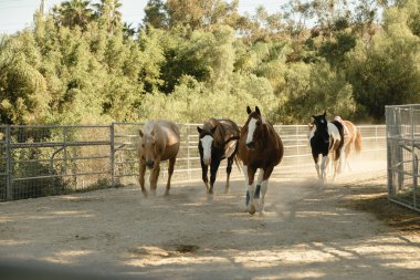 Bir grup at kumlu bir çevrede yürüyor.