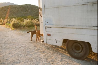 Two dogs behind a white truck in a desert setting. clipart