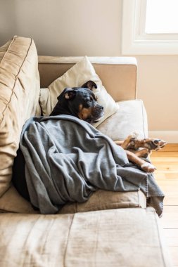 Yastık ve battaniyeyle kanepede uyuyan evcil köpek.