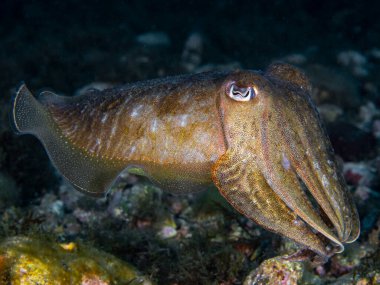 A cuttlefish underwater in the sea (Sepia officinalis) clipart