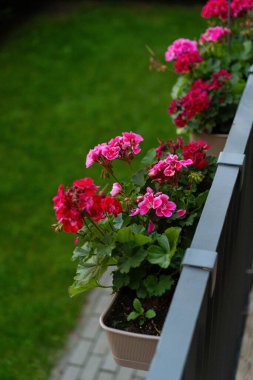 Terasta çiçek açan sardunya.