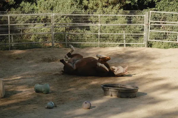 stock image Horse rolling in a sandy enclosure with toys scattered around.