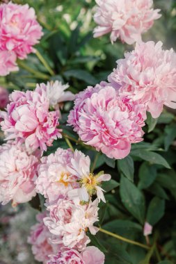 Canlı pembe şakayıklar. Çiçek açmış, doğal güzellikleri sergiliyor.