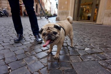 Roma 'da yürüyüş yapan bir köpek.