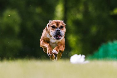 Staffordshire Boğa Teriyeri Koşan Av Köpeği Sporu