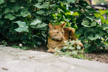 Bahçedeki yeşil bitkilerin arasında yatan turuncu kedi.