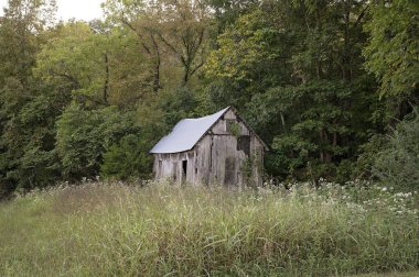 Yoğun ormanlarla çevrili bir arazide terk edilmiş ahşap bir kulübe.
