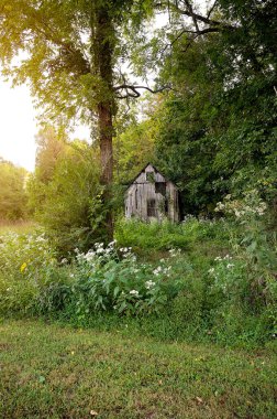 Terk edilmiş ahşap kulübe yoğun yeşillik ve kır çiçekleriyle çevrili.