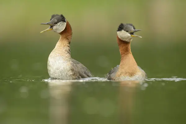 stock image Two red-necked grebes in courtship display