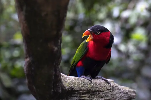 stock image Black headed parrot on a tree branch