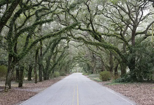 stock image Tree-lined road with arching branches in Magnolia Springs, Alabama