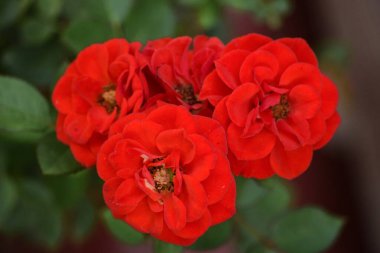 Close- up view of colorful red roses flowers in green garden clipart