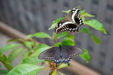 Two black and white butterflies perched on green leaves clipart