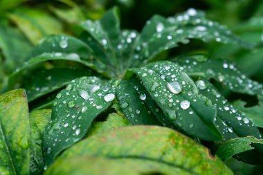 Yeşil bir bitki yaprakları üzerinde yağmur damlaları