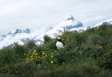 İzlanda 'da karla kaplı bir dağın arka planında martı