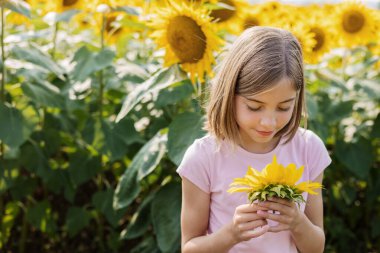 Ayçiçeği tarlasında topladığı ayçiçeğine gülümseyen genç bir kız..