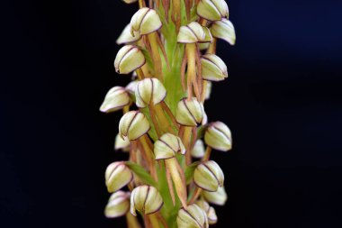 Orkide çiçekleri (Orchis anthropophora))