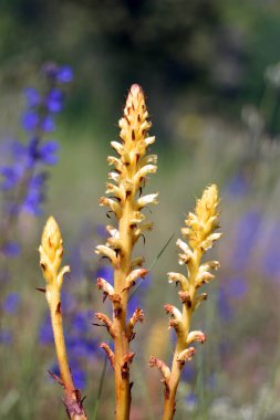 Parazit bitki süpürgesinin sarı örnekleri (Orobanche sp)