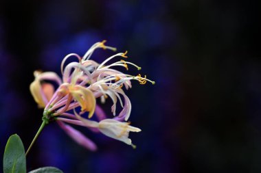 Etrüsk hanımeli çiçeklerinin ayrıntıları (Lonicera etrusca).