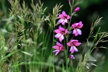 Yabani gladiolus (Gladiolus illyricus) otlar arasında