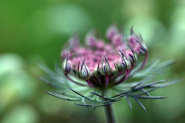 Yabani havucun işlenmemiş çiçekleri (Daucus carota)